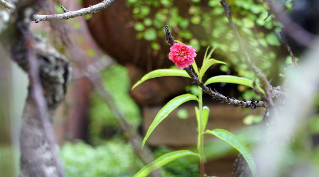 Rét căm căm, đào thất thốn tiến vua được vào phòng điều hòa